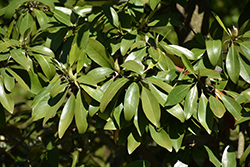 Green Shadow Sweetbay Magnolia (Magnolia virginiana 'Green Shadow') at Lakeshore Garden Centres