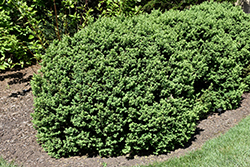 Longwood Boxwood (Buxus sempervirens 'Longwood') at Stonegate Gardens