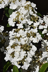 Igloo Doublefile Viburnum (Viburnum plicatum 'Igloo') at A Very Successful Garden Center