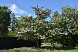 Winter King Hawthorn (Crataegus viridis 'Winter King') at Stonegate Gardens