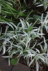 Silver Dragon Lily Turf (Liriope spicata 'Gin Ryu') at A Very Successful Garden Center