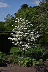 Saturn Flowering Dogwood (Cornus 'Saturn') at A Very Successful Garden Center