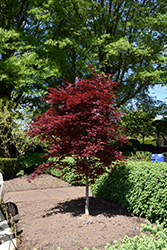 Fireglow Japanese Maple (Acer palmatum 'Fireglow') at Lakeshore Garden Centres
