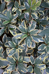 Fiesta Variegated Indian Hawthorn (Rhaphiolepis indica 'Fiesta') at A Very Successful Garden Center