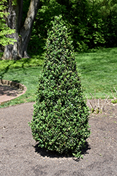 Pyramidalis Boxwood (Buxus sempervirens 'Pyramidalis') at Stonegate Gardens