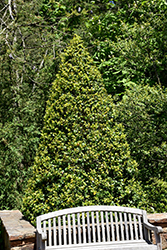 Satyr Hill American Holly (Ilex opaca 'Satyr Hill') at A Very Successful Garden Center
