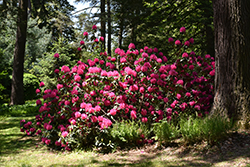 Cynthia Rhododendron (Rhododendron 'Cynthia') at A Very Successful Garden Center