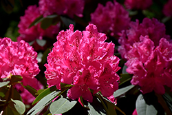 Cynthia Rhododendron (Rhododendron 'Cynthia') at Stonegate Gardens