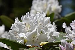 Boule de Neige Rhododendron (Rhododendron 'Boule de Neige') at Lakeshore Garden Centres
