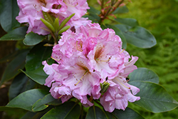 Alice Poore Rhododendron (Rhododendron 'Alice Poore') at A Very Successful Garden Center