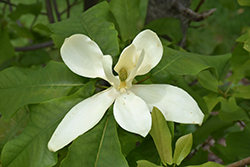 Pyramid Magnolia (Magnolia fraseri x pyramidata) at Stonegate Gardens