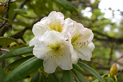 County Of York Rhododendron (Rhododendron 'County Of York') at Stonegate Gardens