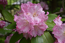 Wheatley Rhododendron (Rhododendron 'Wheatley') at Stonegate Gardens