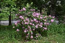 Wheatley Rhododendron (Rhododendron 'Wheatley') at Stonegate Gardens
