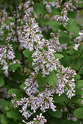 Wolf's Lilac (Syringa wolfii) at A Very Successful Garden Center