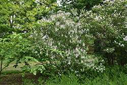 Wolf's Lilac (Syringa wolfii) at A Very Successful Garden Center