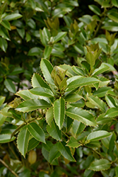 Chestnut Leaf Holly (Ilex x koehneana) at Lakeshore Garden Centres