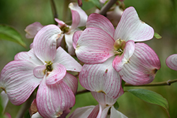 Double Pink Flowering Dogwood (Cornus florida 'Double Pink') at Stonegate Gardens