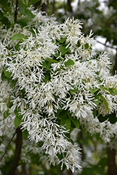 Chinese Fringetree (Chionanthus retusus) at A Very Successful Garden Center