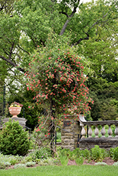 Alabama Crimson Trumpet Honeysuckle (Lonicera sempervirens 'Alabama Crimson') at A Very Successful Garden Center