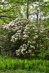 Fortune Rhododendron (Rhododendron fortunei) at Stonegate Gardens