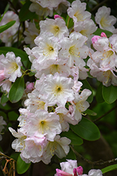 Fortune Rhododendron (Rhododendron fortunei) at Stonegate Gardens