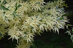 Butterfly Variegated Japanese Maple (Acer palmatum 'Butterfly') at Lakeshore Garden Centres