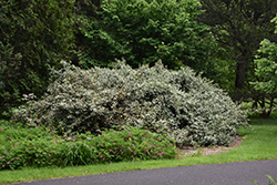 Silverberry (Elaeagnus pungens 'var. simonii') at Stonegate Gardens