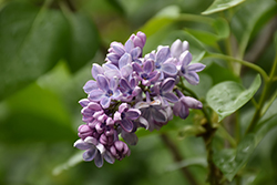 Wonderblue Lilac (Syringa vulgaris 'Wonderblue') at A Very Successful Garden Center