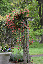 Alabama Scarlet Trumpet Honeysuckle (Lonicera sempervirens 'Alabama Scarlet') at Stonegate Gardens