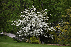 Aurora Flowering Dogwood (Cornus 'Rutban') at Stonegate Gardens
