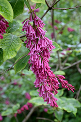 Nodding Lilac (Syringa reflexa) at A Very Successful Garden Center