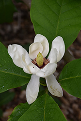 Aashild Kalleberg Magnolia (Magnolia x wieseneri 'Aashild Kalleberg') at A Very Successful Garden Center