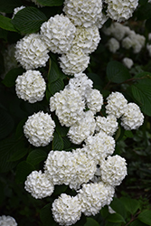 Japanese Snowball Viburnum (Viburnum plicatum) at A Very Successful Garden Center