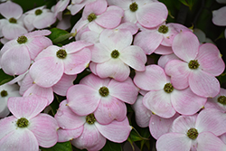 Stellar Pink Flowering Dogwood (Cornus 'Stellar Pink') at A Very Successful Garden Center