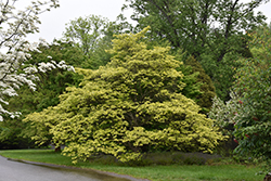 First Lady Flowering Dogwood (Cornus florida 'First Lady') at Stonegate Gardens