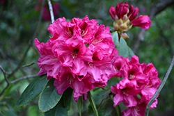 Aronimink Rhododendron (Rhododendron 'Aronimink') at A Very Successful Garden Center