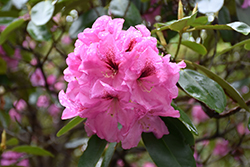 Ben Moseley Rhododendron (Rhododendron 'Ben Moseley') at A Very Successful Garden Center