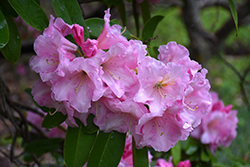 Betty Hume Rhododendron (Rhododendron 'Betty Hume') at Stonegate Gardens