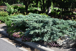 Blue Pfitzer Juniper (Juniperus x media 'Pfitzeriana Glauca') at A Very Successful Garden Center