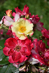 Campfire Rose (Rosa 'Campfire') at A Very Successful Garden Center
