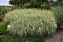 Tricolor Ribbon Grass (Phalaris arundinacea 'Feecy's Form') at Stonegate Gardens