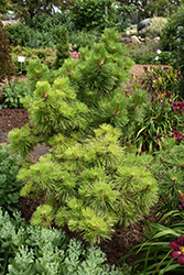 Hornbrookiana Dwarf Austrian Pine (Pinus nigra 'Hornbrookiana') at Stonegate Gardens