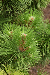 Hornbrookiana Dwarf Austrian Pine (Pinus nigra 'Hornbrookiana') at A Very Successful Garden Center