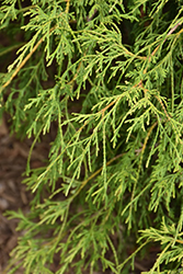Compact Sawara Falsecypress (Chamaecyparis pisifera 'Minima') at Lakeshore Garden Centres