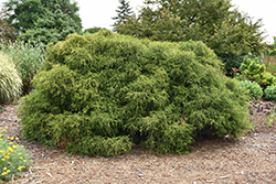 Compact Sawara Falsecypress (Chamaecyparis pisifera 'Minima') at A Very Successful Garden Center
