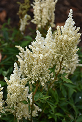 Short 'N Sweet Whiteberry Astilbe (Astilbe x arendsii 'Whiteberry') at A Very Successful Garden Center