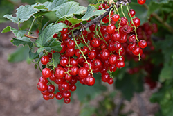 Red Currant (Ribes rubrum) at A Very Successful Garden Center