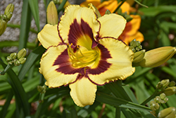 Awesome Candy Daylily (Hemerocallis 'Awesome Candy') at Lakeshore Garden Centres