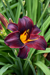 Chocolate Candy Daylily (Hemerocallis 'Chocolate Candy') at Lakeshore Garden Centres